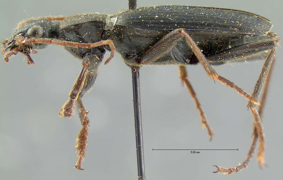 Image of Galerita (Galerita) microcostata Darlington 1934