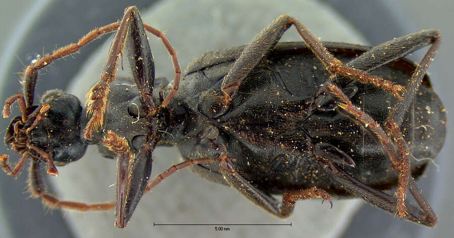 Image of Galerita (Galerita) microcostata Darlington 1934