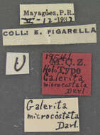 Image of Galerita (Galerita) microcostata Darlington 1934