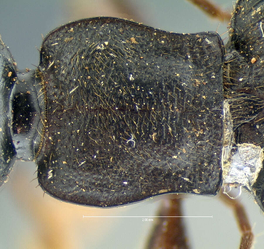 Image of Galerita (Galerita) microcostata Darlington 1934