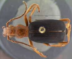 Image of Pheropsophus (Stenaptinus) amnicola Darlington 1968