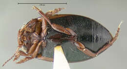 Image of Hygrotus obscureplagiatus (Fall 1919)