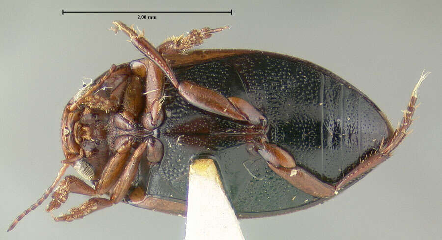 Image of Hygrotus obscureplagiatus (Fall 1919)