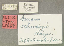 Amara (Bradytus) schwarzi Hayward 1908 resmi