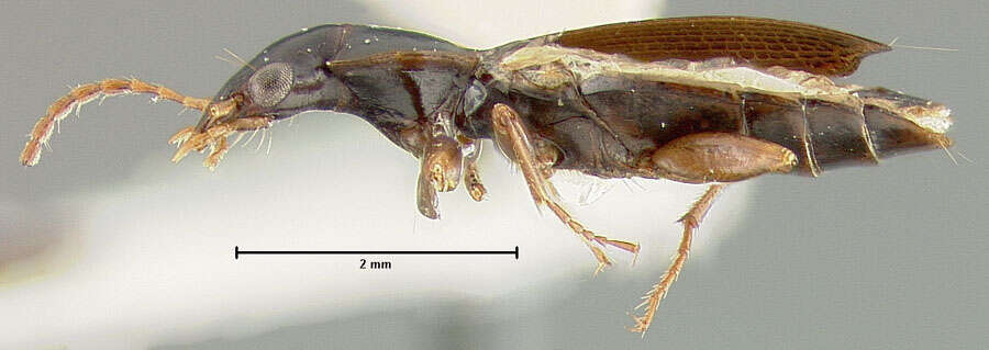 Image of Phloeoxena (Oenaphelox) newtoni Ball 1975