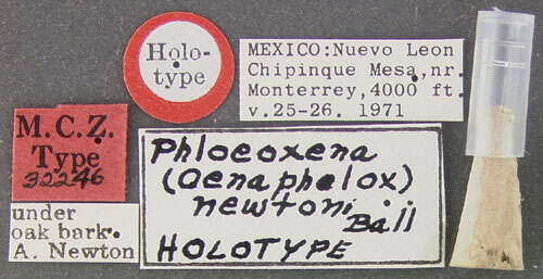 Слика од Phloeoxena (Oenaphelox) newtoni Ball 1975