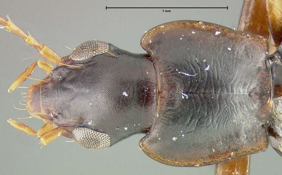 Image of Phloeoxena (Oenaphelox) newtoni Ball 1975