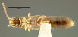Слика од Hydrosmecta macra (Fenyes 1921)
