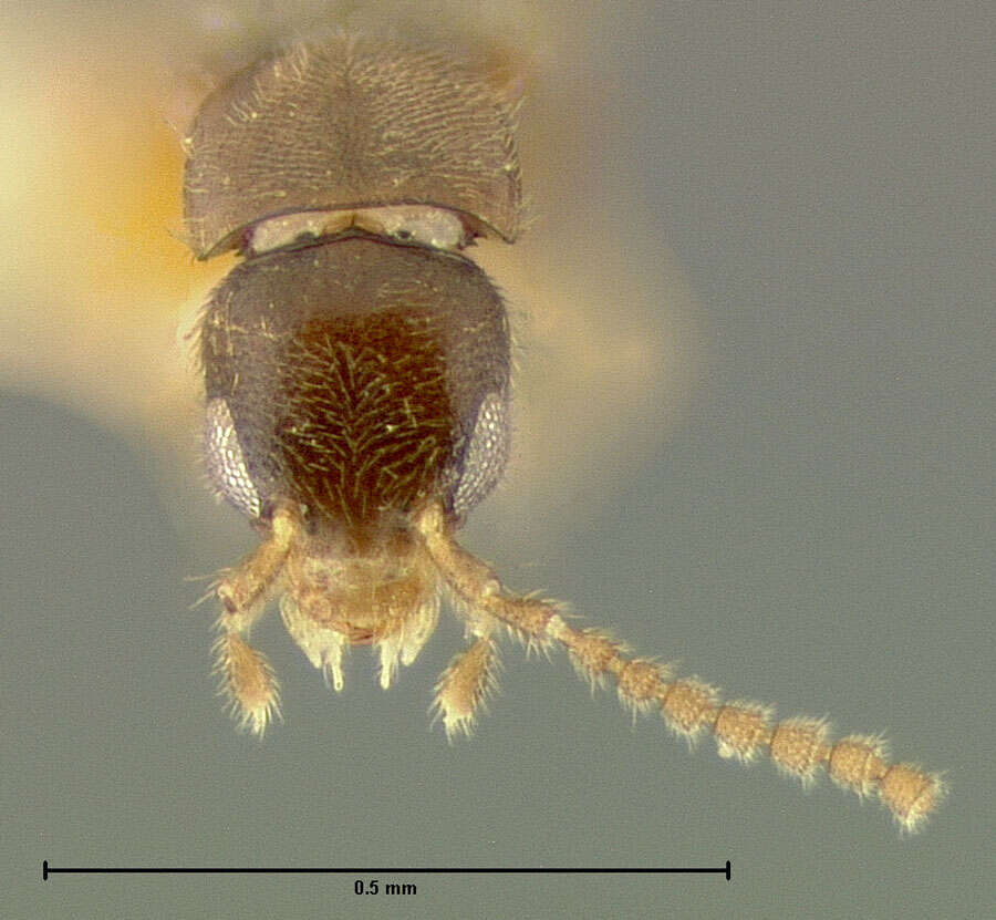 Image of Hydrosmecta macra (Fenyes 1921)