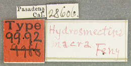 Слика од Hydrosmecta macra (Fenyes 1921)