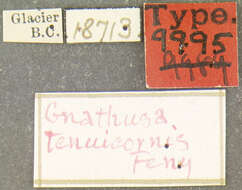 Слика од Gnathusa tenuicornis Fenyes 1921