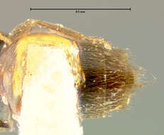 Brachyusa americana (Fenyes 1921) resmi