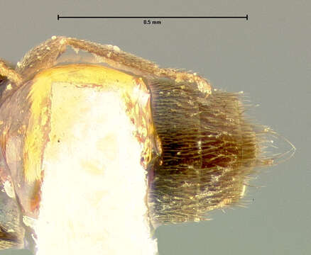 Brachyusa americana (Fenyes 1921) resmi