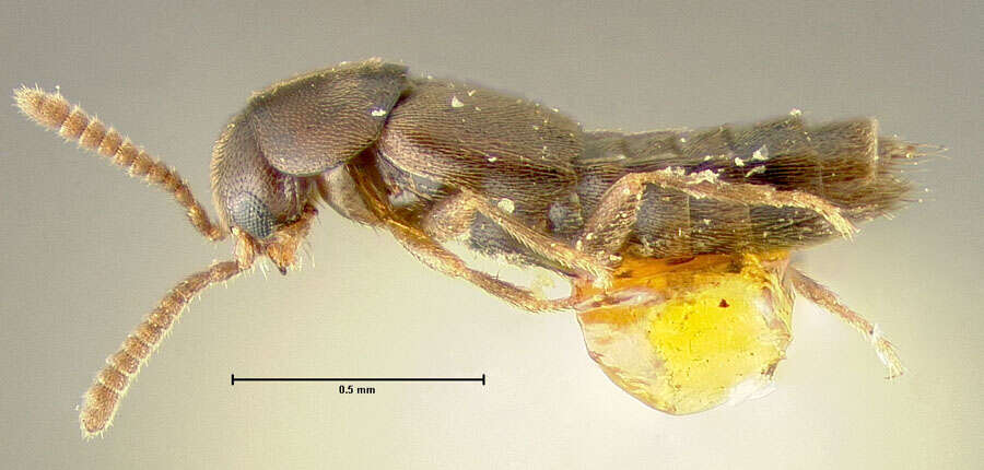 Brachyusa americana (Fenyes 1921) resmi