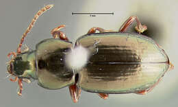 Image of Euchroa centralis (Darlington 1939)