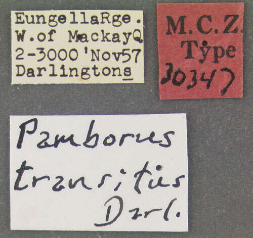 Image of Pamborus transitus Darlington 1961