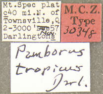 Image of Pamborus tropicus Darlington 1961