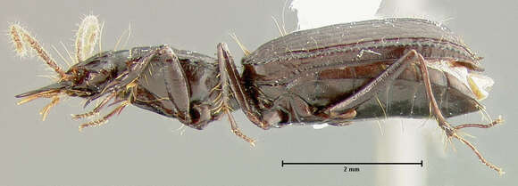 Image of Clivina (Antroforceps) bolivari (Barr 1967)