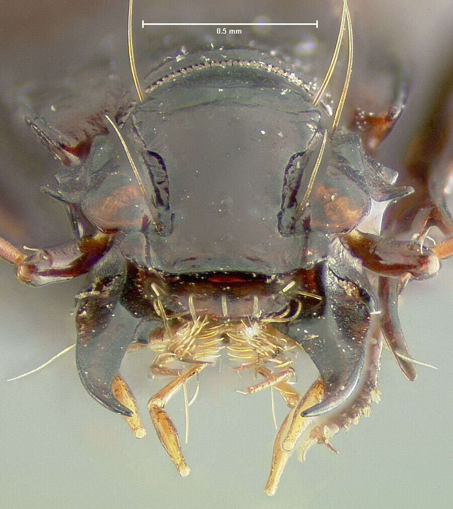 Image of Clivina (Antroforceps) bolivari (Barr 1967)