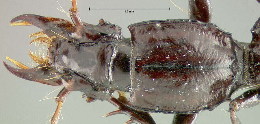 Image of Clivina (Antroforceps) bolivari (Barr 1967)