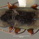Image of Trirammatus (Trirammatus) torqueotrochantus Will 2004