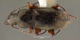 Image of Trirammatus (Trirammatus) torqueotrochantus Will 2004