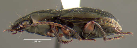 Image of Trirammatus (Trirammatus) torqueotrochantus Will 2004