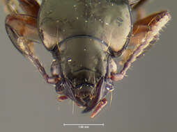 Image of Trirammatus (Trirammatus) torqueotrochantus Will 2004