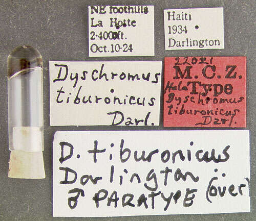 Image of Euchroa tiburonica (Darlington 1936)