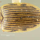 Image of Oreodytes laevis (Kirby 1837)