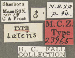 Image of Laccornis latens (Fall 1937)