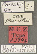 Image of Neoporus undulatus (Say 1823)