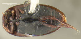 Image of Hydroporus rufilabris Sharp 1882