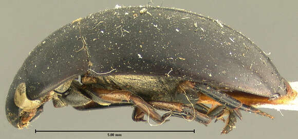 <i>Tropisternus ellipticus</i> resmi