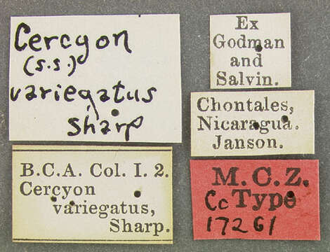 Image of Cercyon (Cercyon) variegatus Sharp 1882