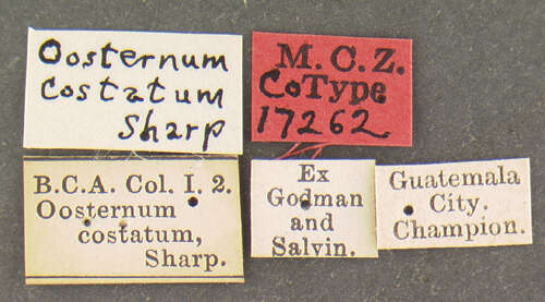 Image of Oosternum costatum (Le Conte & J. L. 1855)