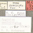 Image of Hygrotus semivittatus (Fall 1919)
