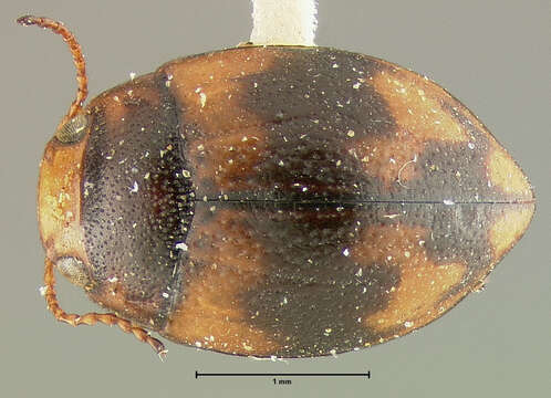 Image of Oreodytes abbreviatus (Fall 1923)