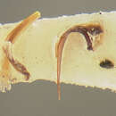 Image of Hygrotus collatus (Fall 1919)
