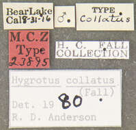 Image of Hygrotus collatus (Fall 1919)