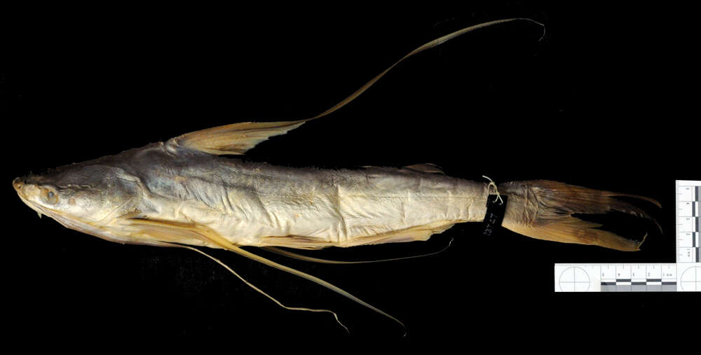 Image of Long-barbeled sea catfish