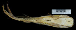 Image of Long-barbeled sea catfish