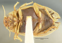 Image of Hygrotus masculinus (Crotch 1874)