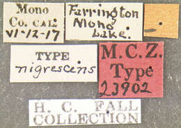 Image of Hygrotus nigrescens (Fall 1919)