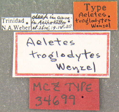 Image de Aeletes (Aeletes) troglodytes Wenzel 1944