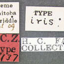 Image of Hypocaccus (Hypocaccus) iris (Fall 1919)