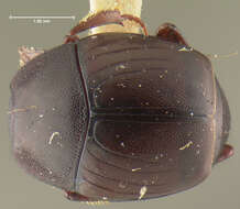 Image of Geomysaprinus (Geomysaprinus) rugosifrons (Fall 1919)