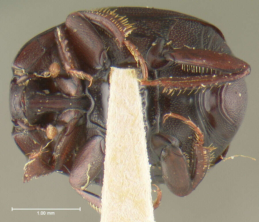 Image of Geomysaprinus (Geomysaprinus) rugosifrons (Fall 1919)