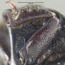 Image of Margarinotus (Ptomister) ednae (Carnochan 1915)