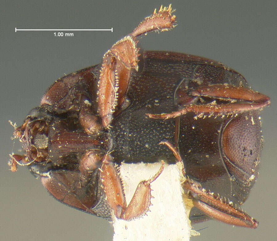 Image of Geomysaprinus (Priscosaprinus) castanipennis (Fall 1919)